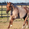 The Impact of Laws and Regulations on the Horse Industry in Beaver County, Pennsylvania