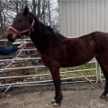 The Thriving Horse Industries of Beaver County, Pennsylvania