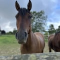 The True Cost of Owning a Horse in Beaver County, Pennsylvania