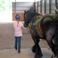 The Impact of Equine Medical Facilities on the Horse Industry in Beaver County, Pennsylvania