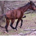 The Hidden Gem of Horse Industries in Beaver County, Pennsylvania
