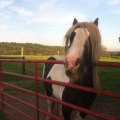 The Horse Industry in Beaver County, Pennsylvania: A Comprehensive Guide to Buying and Selling