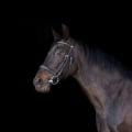 The Importance of Proper Treatment and Care for Horses in Beaver County, Pennsylvania
