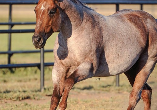 The Impact of Laws and Regulations on the Horse Industry in Beaver County, Pennsylvania