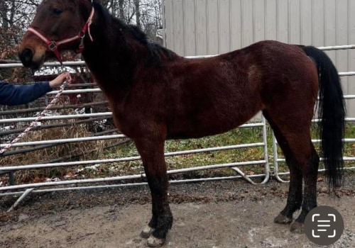 The Thriving Horse Industries of Beaver County, Pennsylvania
