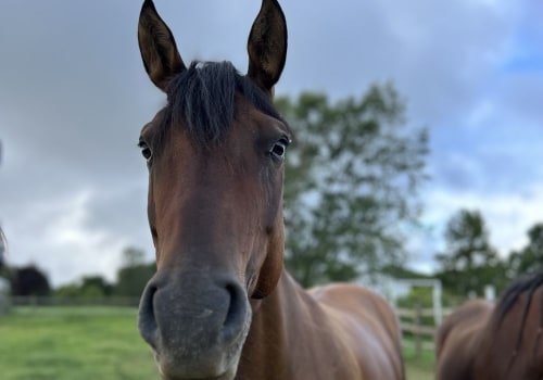 The True Cost of Owning a Horse in Beaver County, Pennsylvania