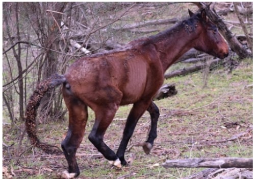 The Hidden Gem of Horse Industries in Beaver County, Pennsylvania