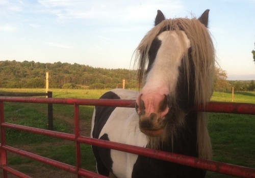 The Horse Industry in Beaver County, Pennsylvania: A Comprehensive Guide to Buying and Selling