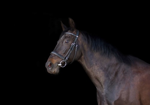 The Importance of Proper Treatment and Care for Horses in Beaver County, Pennsylvania