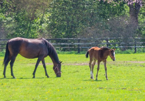 The Thriving Horse Industry in Beaver County, Pennsylvania